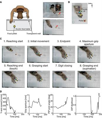 Time course of recovery of different motor functions following a reproducible cortical infarction in non-human primates